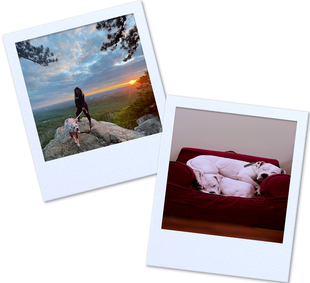 Polaroid rendering of dog walking and sleeping dogs