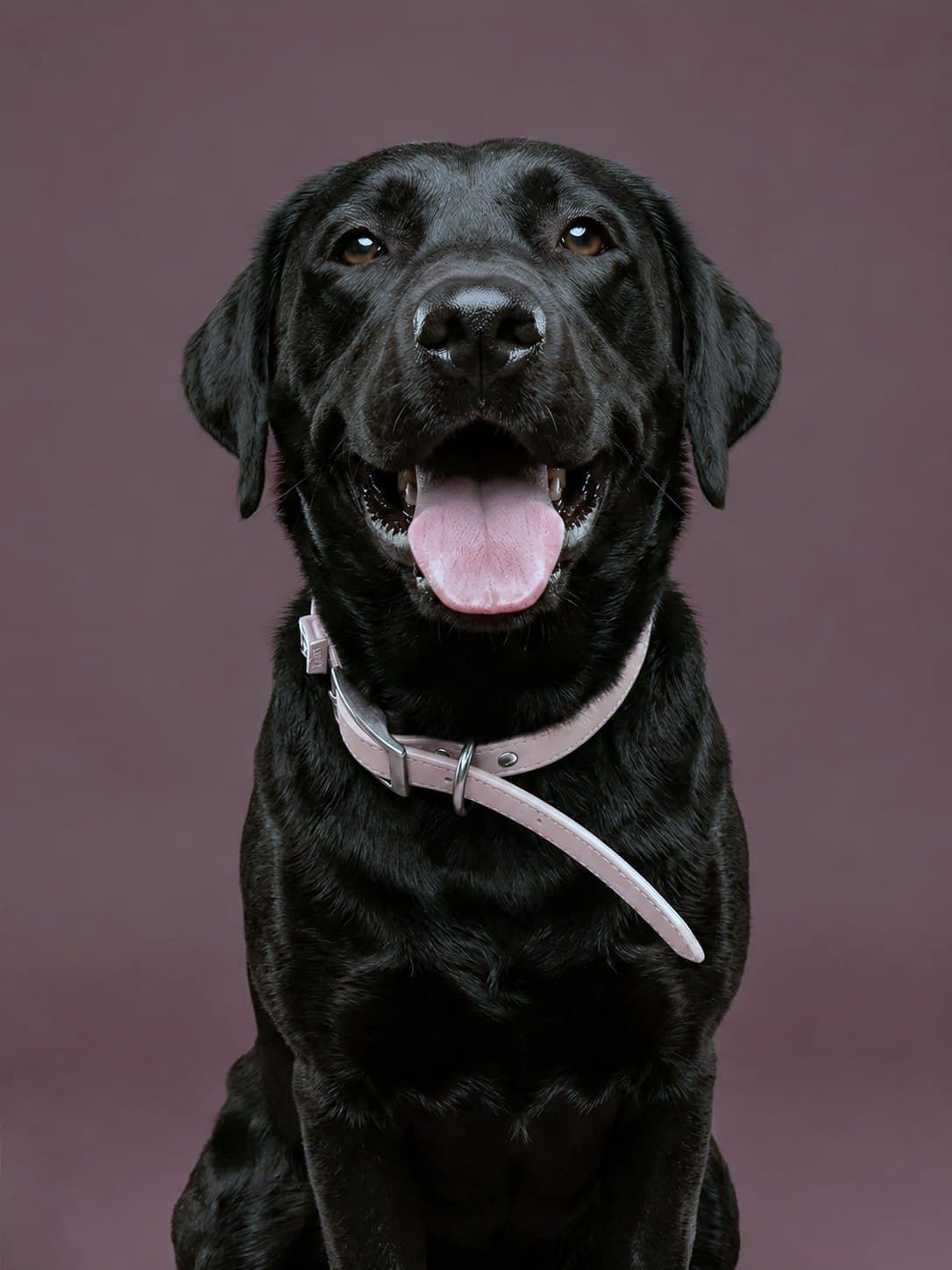 Sparkle Orthodontics Ella dog team member portrait